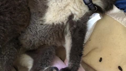 Baby Koala Passes out on Ice Pack