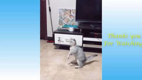 Funny cats best video