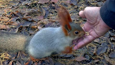 Siberia Squirrel Feeding Animal in Forest