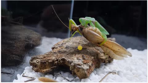 Praying mantis VS super grasshopper, the big battles.