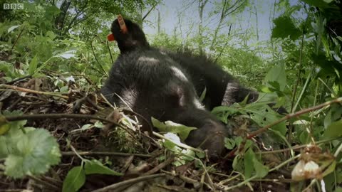 Honey-Trapping Bears | Wild Japan | BBC Earth