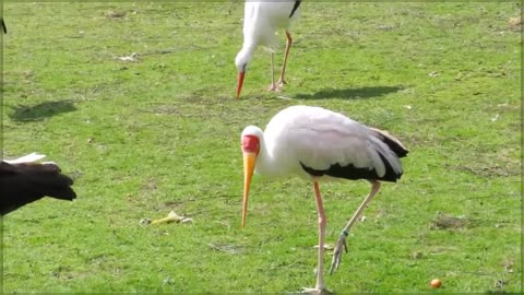 Ducks look beautiful with their fragrant feathers and speak in a melodious voice.