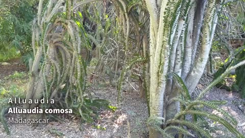 How This Woman Transformed Desert Into Lush Forest!