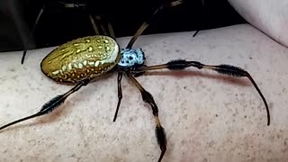 Giant Golden Orb Weaver Spider