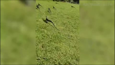 The all lizard moving in same direction captured