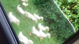Dozens and Dozens of Adorable Ducks