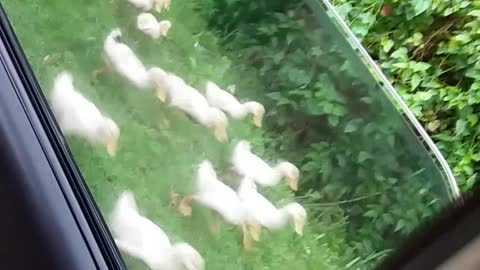 Dozens and Dozens of Adorable Ducks