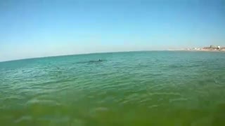 Dolphin hunts in seaweed among humans