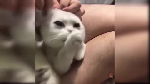 Funny and crazy Cat Videos