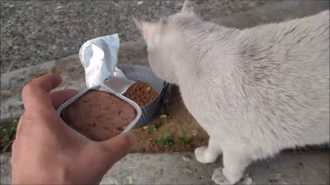 feeding hungry cat on street