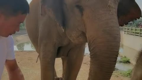 The breeder drinks Coca-Cola to the elephant