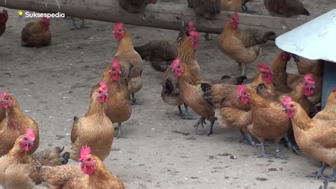 ORGANIC CHICKEN FARMING WITH THE FOOTING SYSTEM IN CHINA - SUCCESSFUL IN ELIMINATING POVERTY