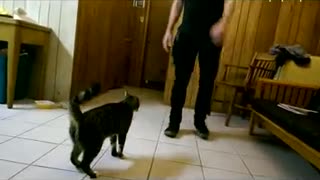 Cat following owners hand doing a bunch of jumps