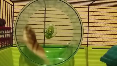 cute hamster video