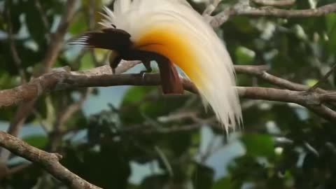 Why does the bird of paradise dance and sing?