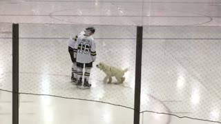 White dog runs across ice hockey field