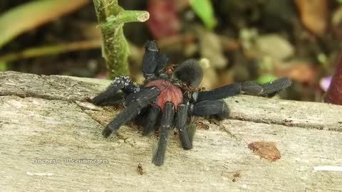 Spider facts what is a spider - Amazing Wild Creatures