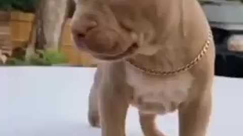 Pitbull Dog Transformation Video😱