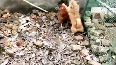 Hen VS Dog Fights.