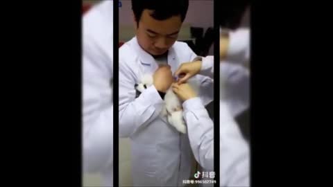 Very funny dog injection videos