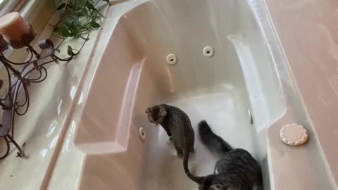 Kittens in the bathtub playing with Nerf balls