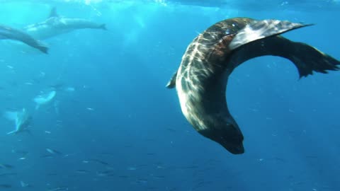 A Sea Lion Preying On A School Of Sardines