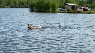 Momma Moose Swims Across Lake With Calf