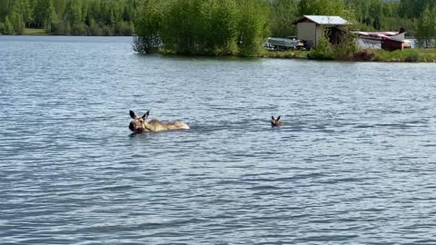 Momma Moose Swims Across Lake With Calf