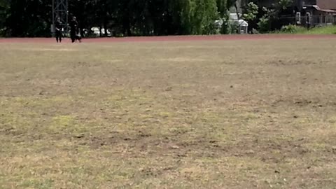 German black shepherd at a training session to find a person in a wooded area