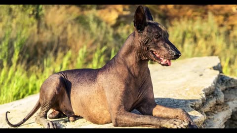 Xoloitzcuintli (dog) #shorts