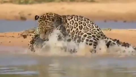 Jaguar is faced with alligator, what will happen? 😱
