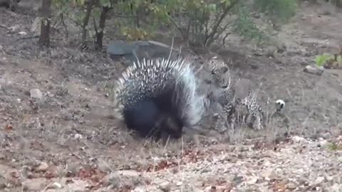 Animals Died Tragically When It Tried To Attack The Porcupine - Leopard, Lion, Cheetah