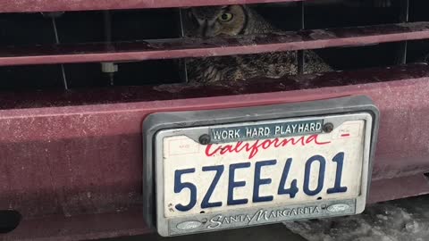 Owl Survives Impact with SUV