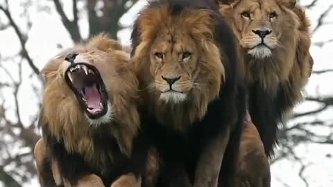 The Jungle King Lion
