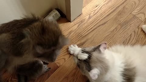 Monkey gives kitty cat loving kiss