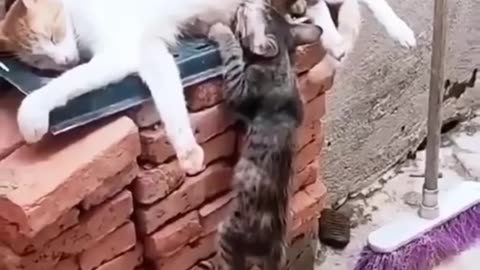 Funny animals 2023😄funniest cat video