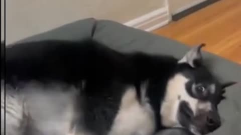 Guilty Dog Freaks Out When Interrogated