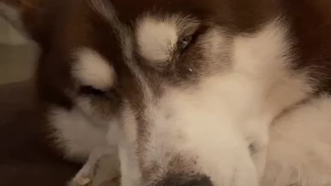 This husky is clearly dreaming of some tasty ice cream