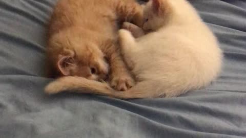 Kittens playing at bedtime