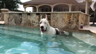Max the Great Dane Talks and Yawns while in the pool