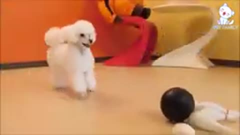 best dog training video ever //////