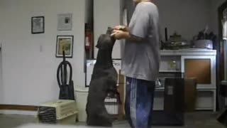 Protection Dog Training - Level One