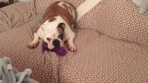This angry bulldog takes out his frustration on an innocent chew toy