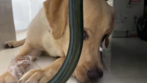 Labrador dog is over attached to a chew material