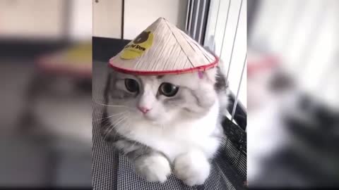 #Funny# Cats# 😂 😹🥰