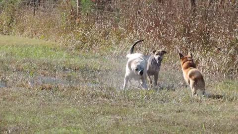 Formerly Chained Dogs Have Freedom Run in Field