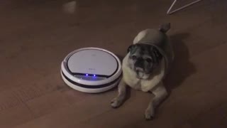 Robot vacuum going around dog