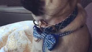 Pug sitting in car crying and wimpering