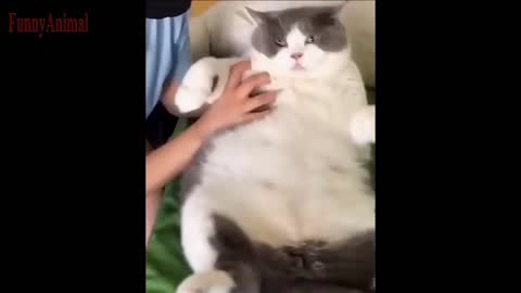 The Best FUNNY CATS Videos - Funny Animal