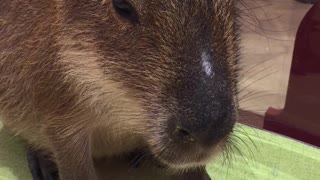 A sweet Capybara!